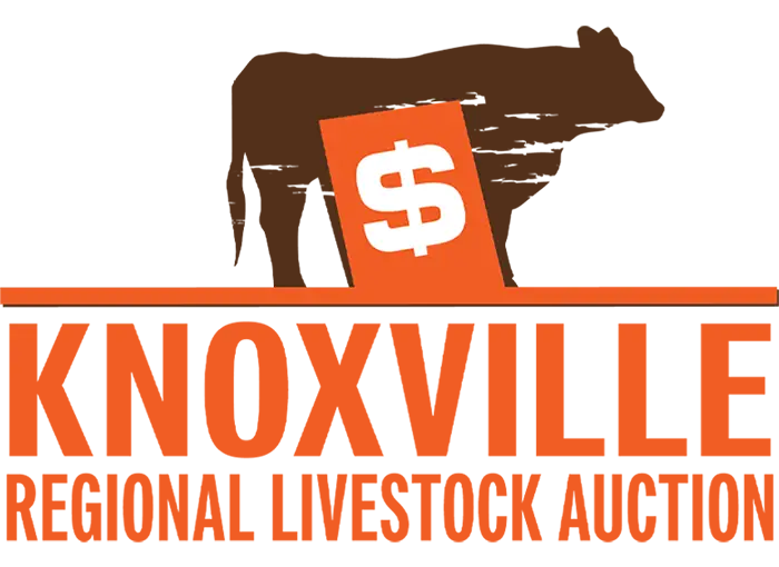 Knoxville Regional Livestock Auction in Knoxville, Iowa