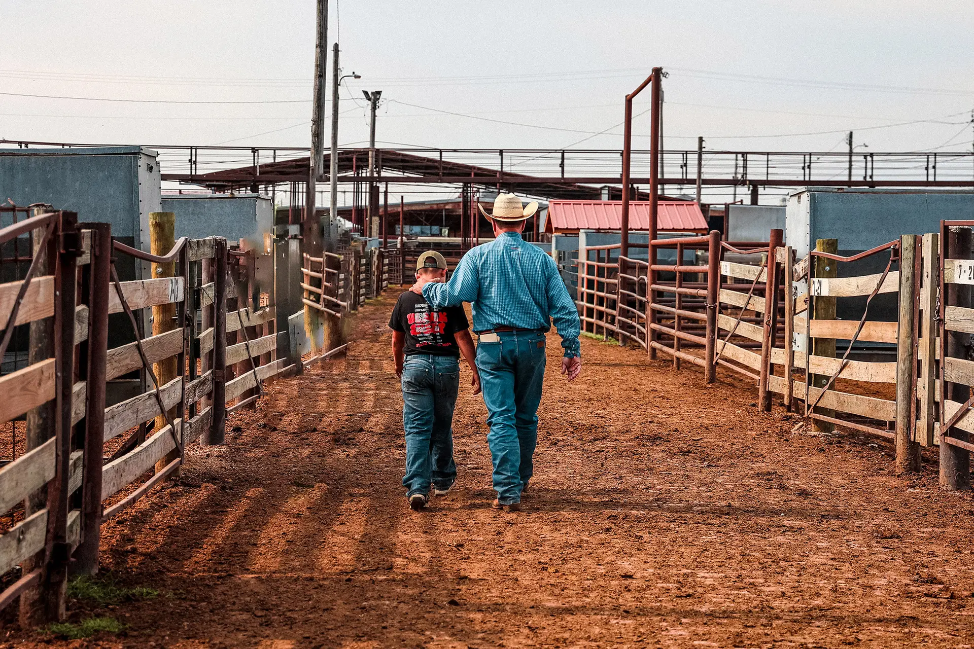 Western Livestock Auctions: Ben and Grandson in cattle yard