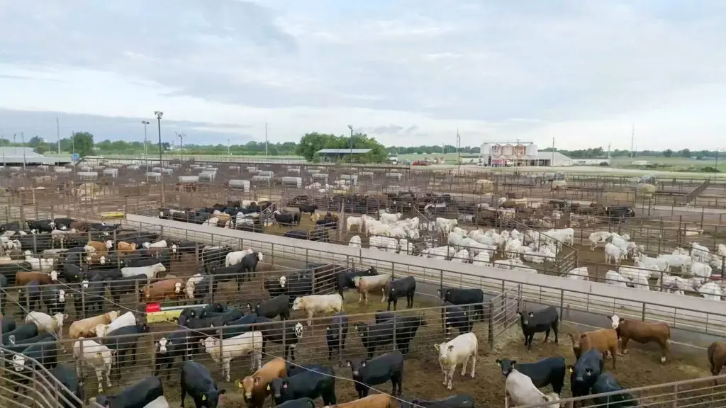 Woodward Livestock Auction: Cattle livestock auction in Woodward, Oklahoma